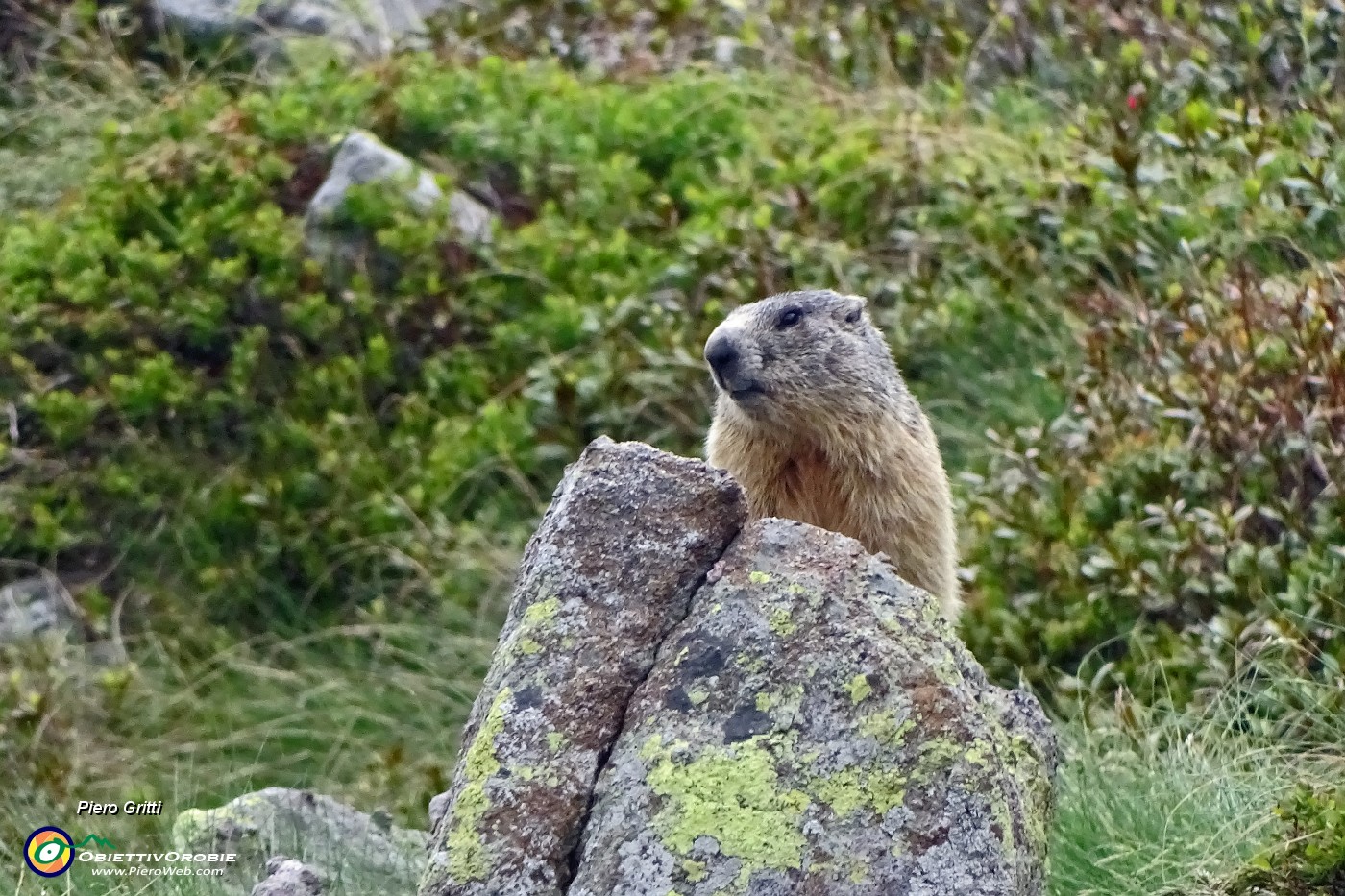 81 Marmotta in sentinella (zoom).JPG -                                